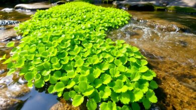 Watercress
